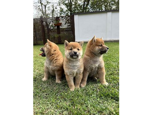 Κουτάβια Shiba Inu